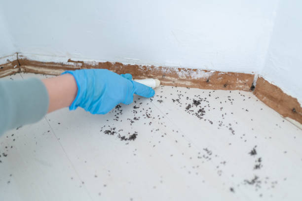 Best Insect Control  in Dover, OH